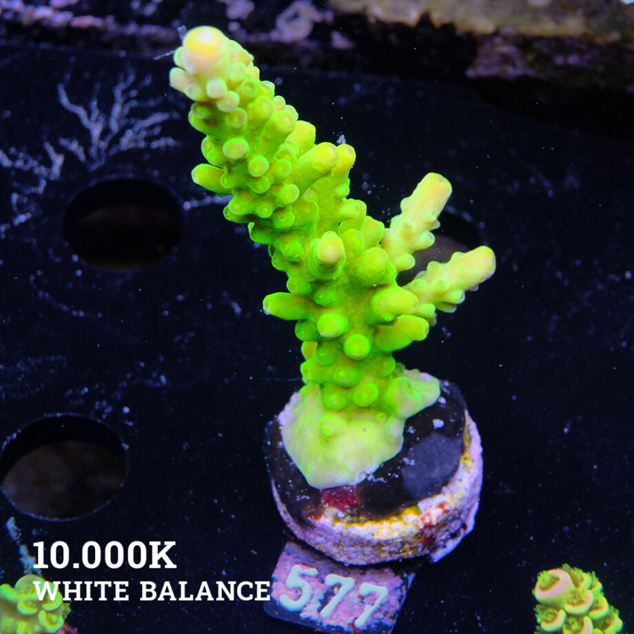 Acropora Austera 'Neon