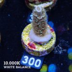 Acropora Tenuis 'Metallic'