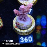 Acropora 'Confetti'