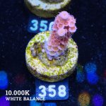 Acropora Tenuis 'Pink'