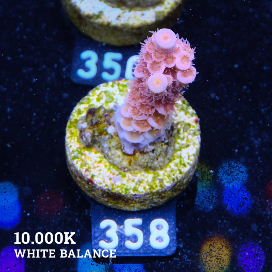 Acropora Tenuis 'Pink