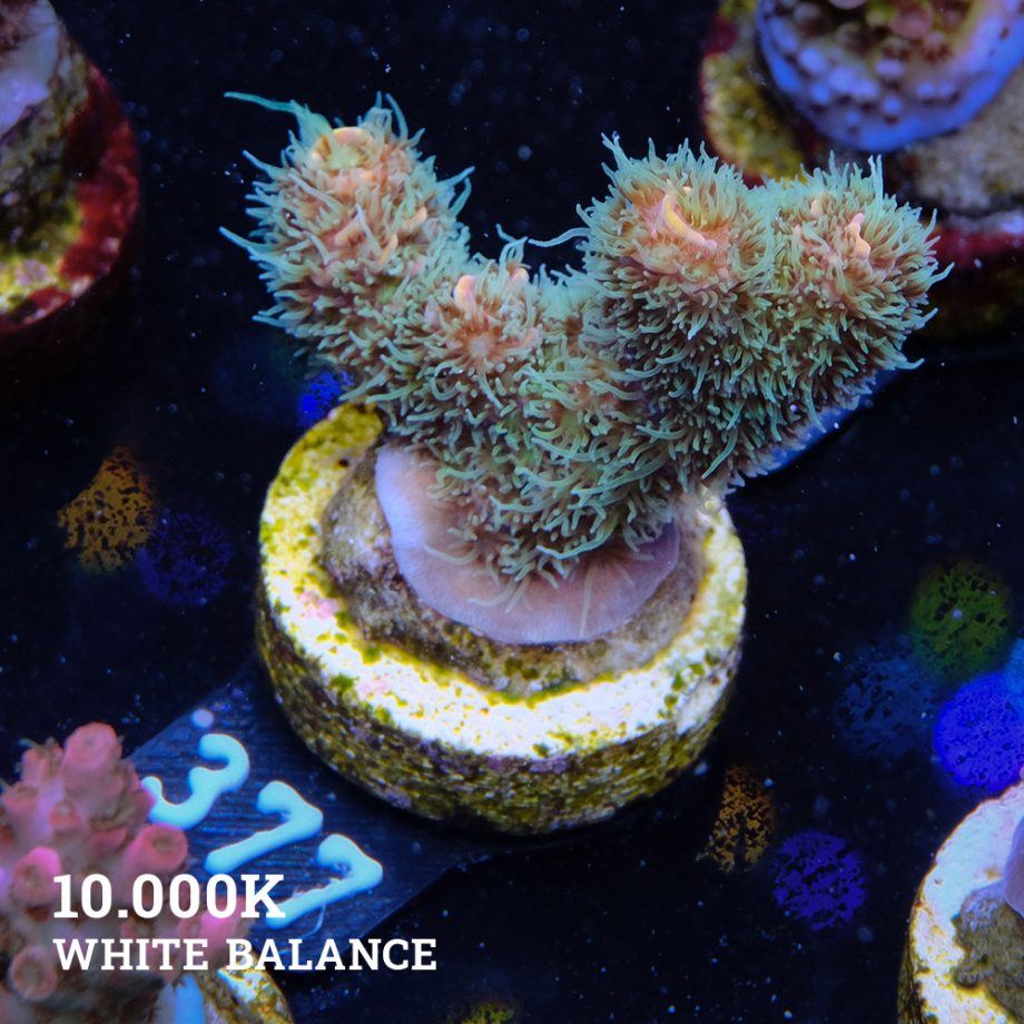 Acropora Millepora 'Green Rainbow'