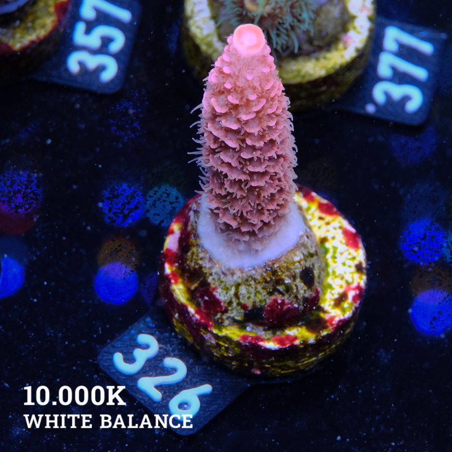 Acropora Millpora 'Pink'