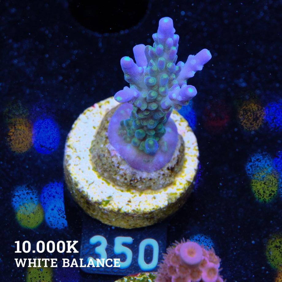 Acropora 'Blue & Green Polyps'