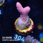 Acropora Millpora 'Pink'
