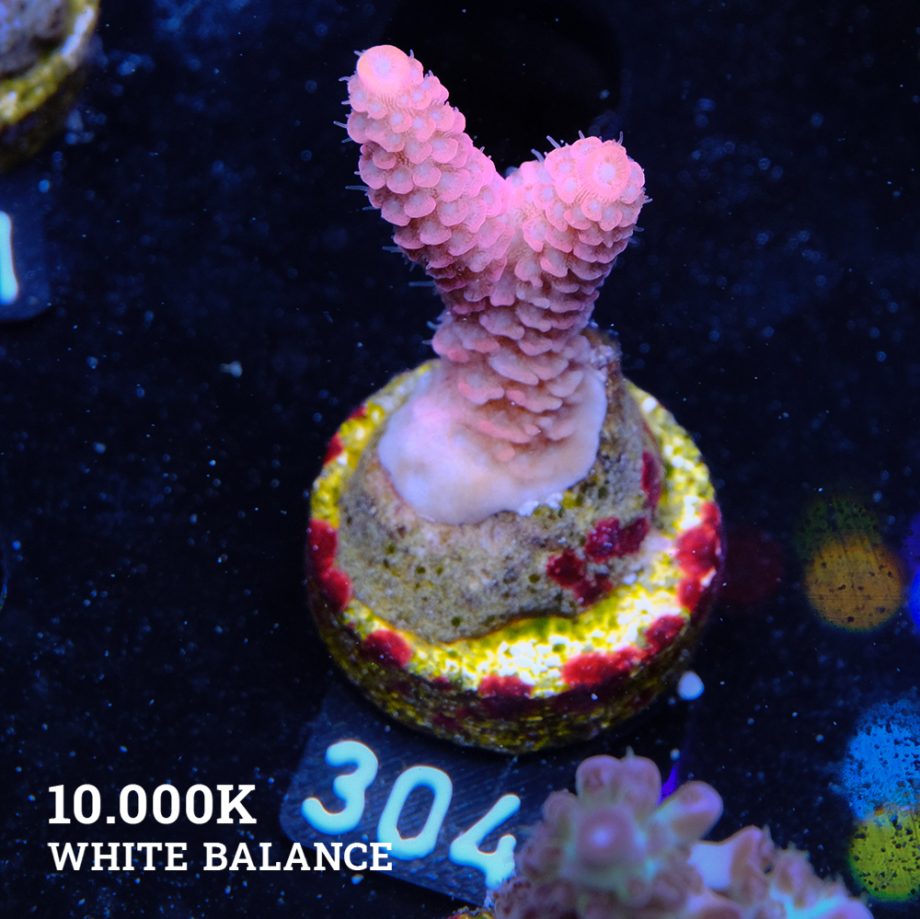 Acropora Millpora 'Pink'