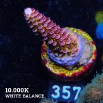 Acropora 'Fluo Bicolor'