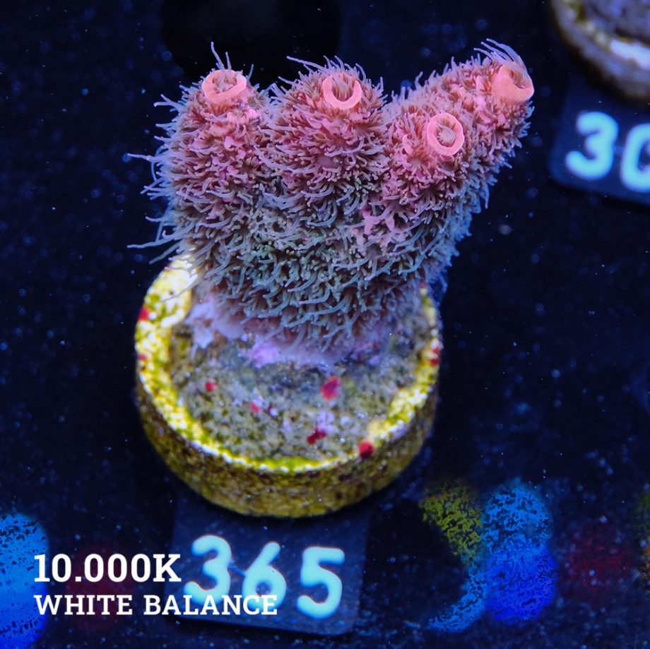 Acropora Millepora 'Arc-en-ciel