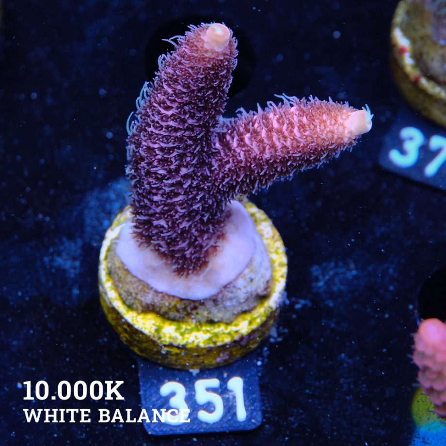 Acropora Millpora 'Pink'