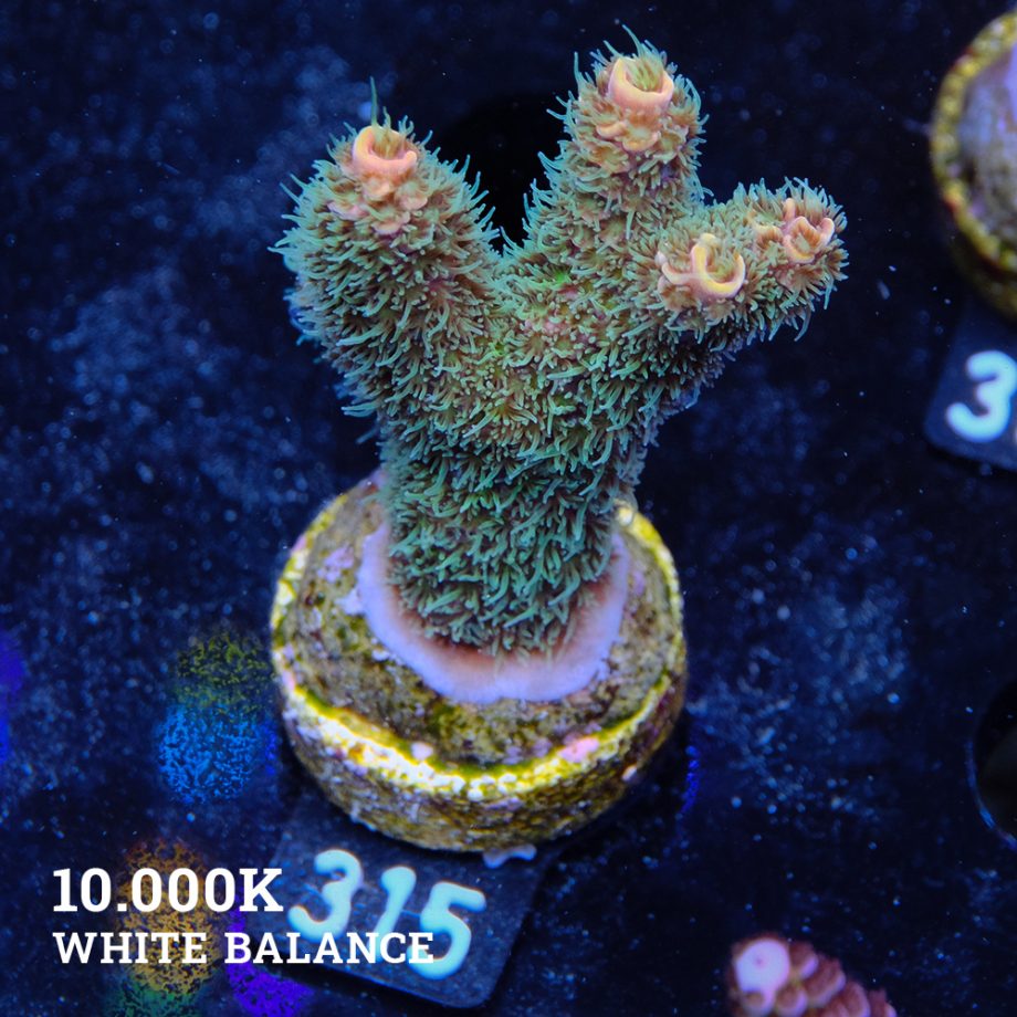 Acropora Millepora 'Green Rainbow'