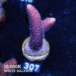 Acropora Millpora 'Pink'
