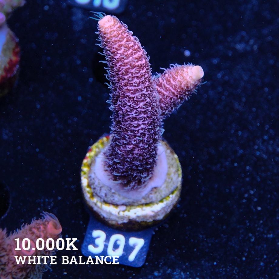 Acropora Millpora 'Pink'