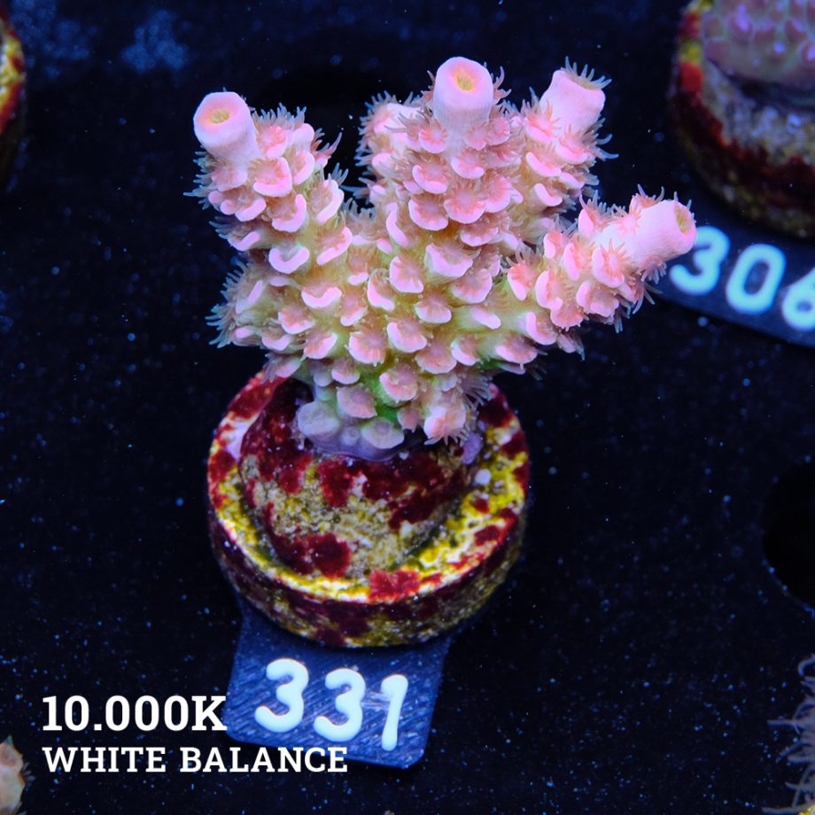 Acropora Tenuis 'Full Rainbow'