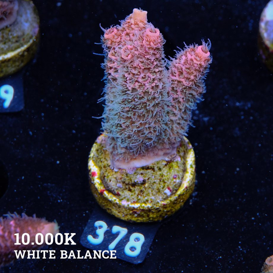 Acropora Millepora 'Rainbow' (Arco iris)