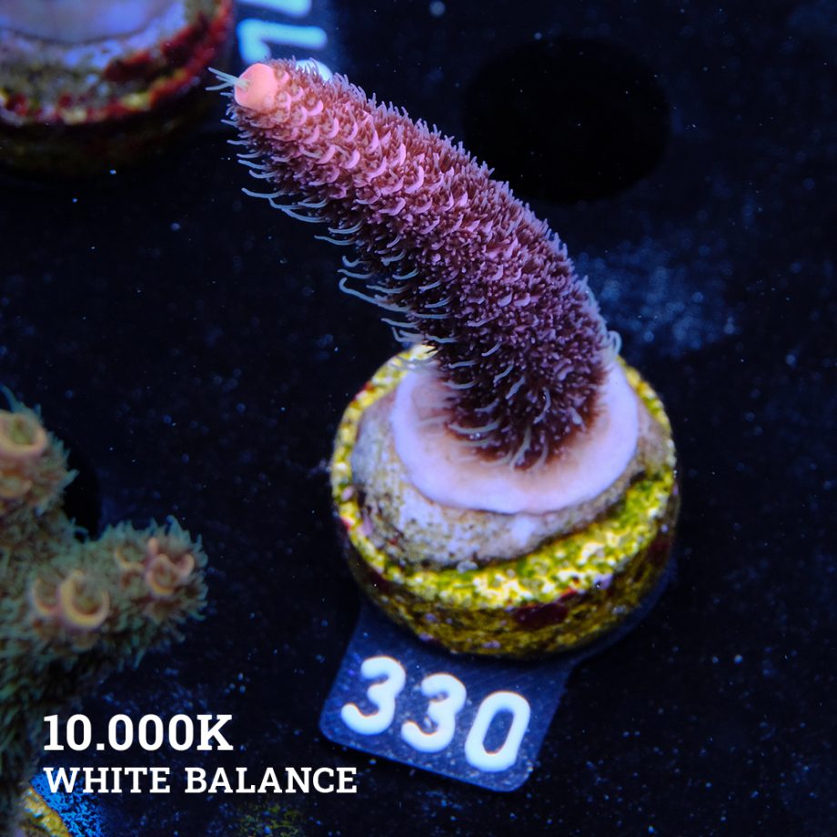 Acropora Millpora 'Pink'