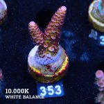 Acropora "Fluo Bicolor
