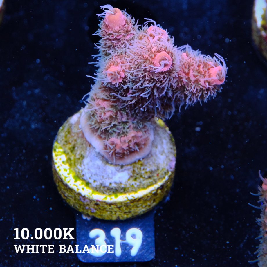 Acropora Millepora 'Rainbow' (Arco iris)