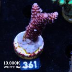 Acropora 'Fluo Bicolor II'