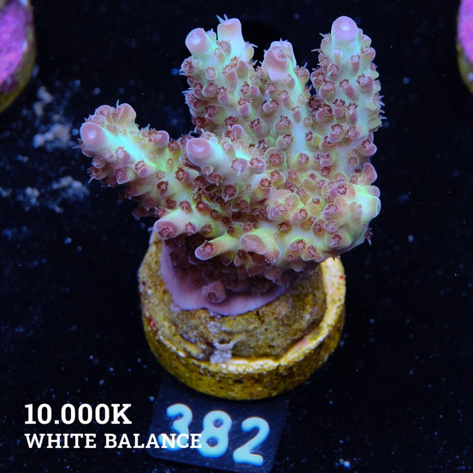 Acropora 'Aussi Neon Fluo'