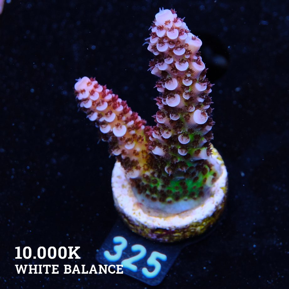 Acropora 'Fluo Bicolor II