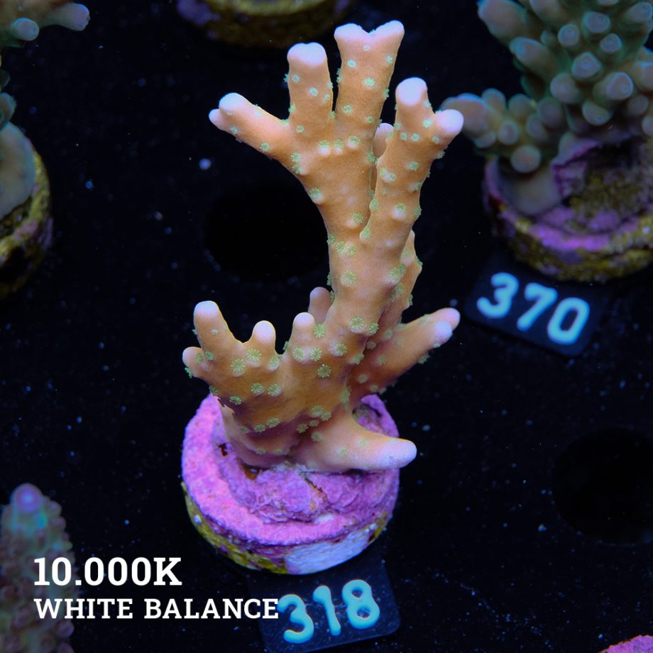 Anacropora 'Tropicana'