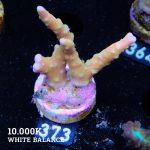 Anacropora 'Tropicana'
