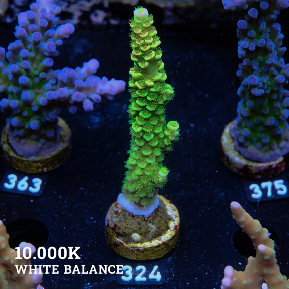 Acropora Tenuis 'Arco iris verde'