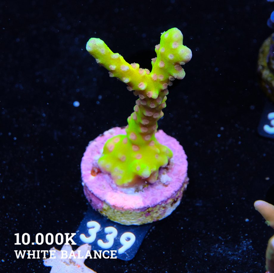 Anacropora 'Golden Rod'