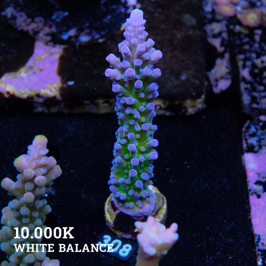 Acropora 'Electric Miyagi