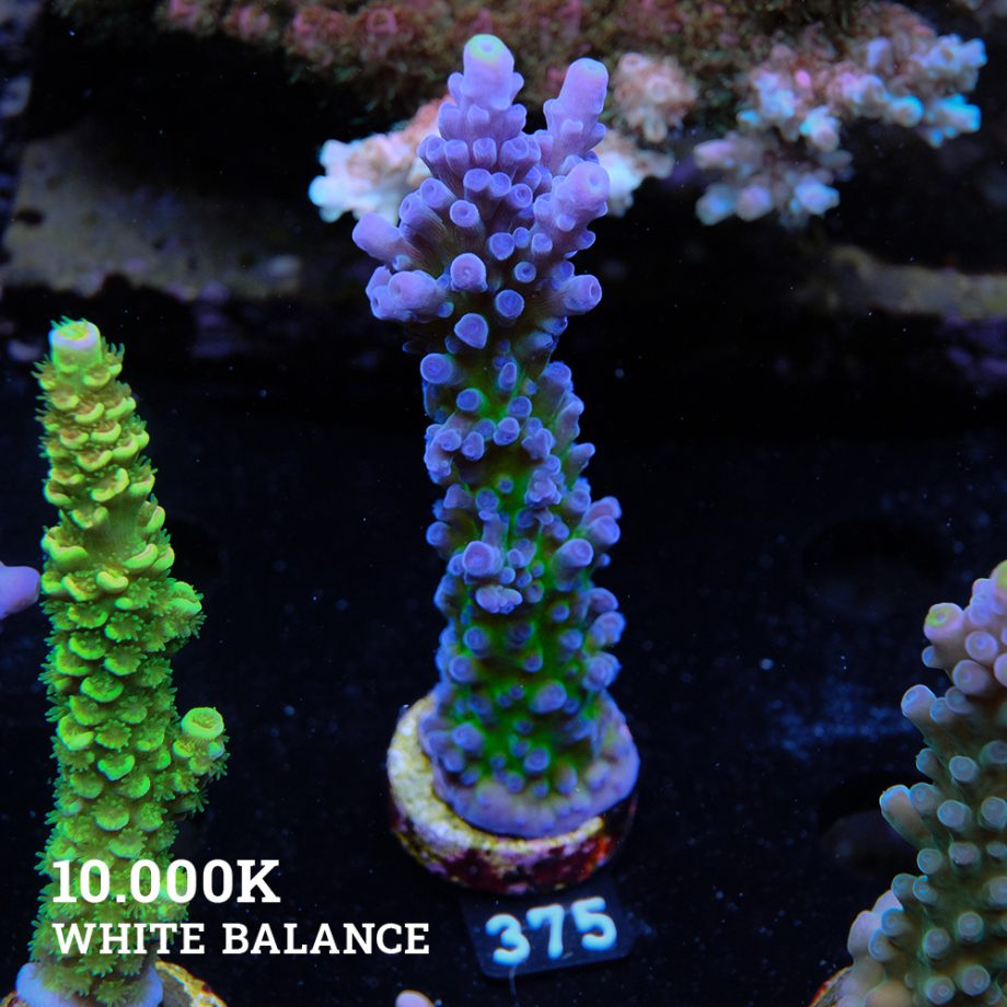 Acropora 'Electric Miyagi'