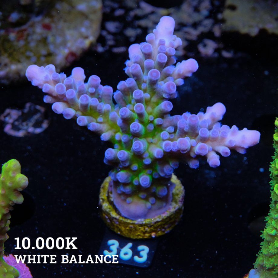 Acropora 'Electric Miyagi