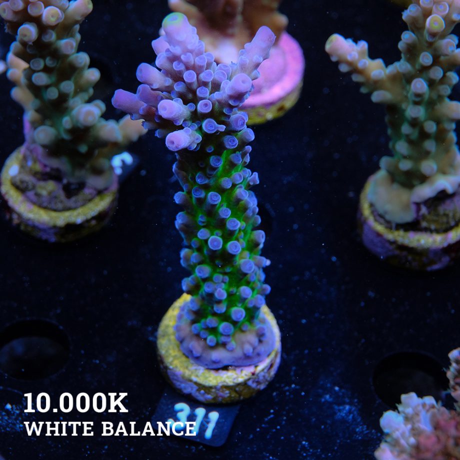 Acropora 'Electric Miyagi'