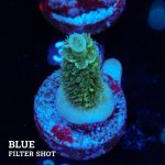 Acropora Tenuis 'Metallic'