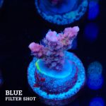 Acropora 'Confetti'
