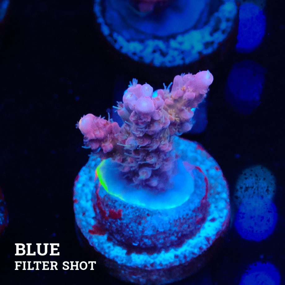 Acropora 'Confetti