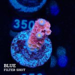 Acropora Tenuis 'Pink'