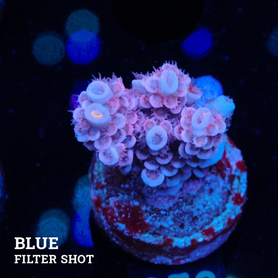 Acropora Tenuis 'Pale Rose'