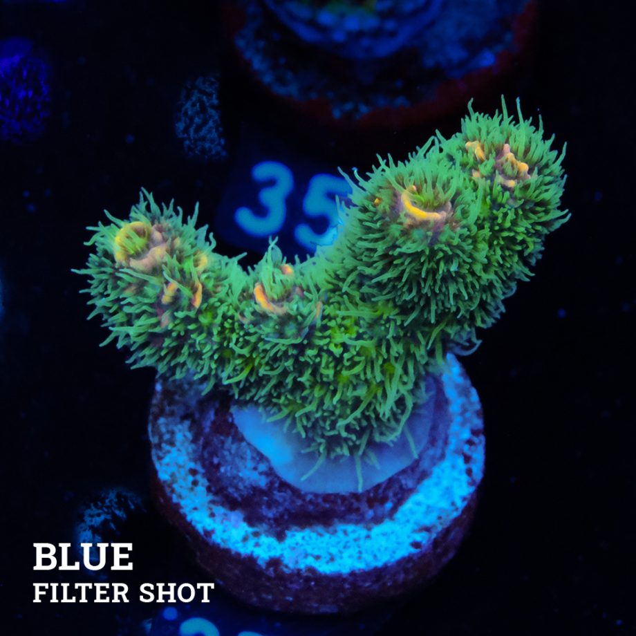 Acropora Millepora 'Green Rainbow'