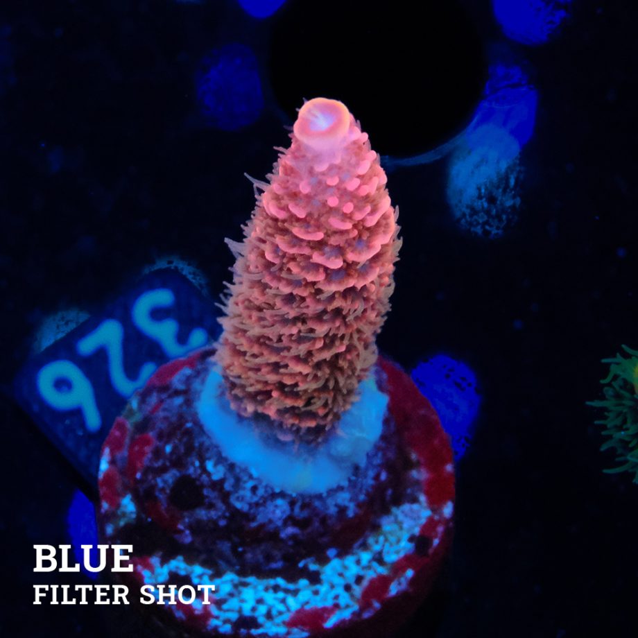 Acropora Millpora 'Pink'