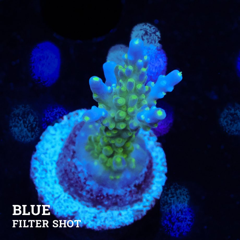 Acropora 'Blue & Green Polyps'