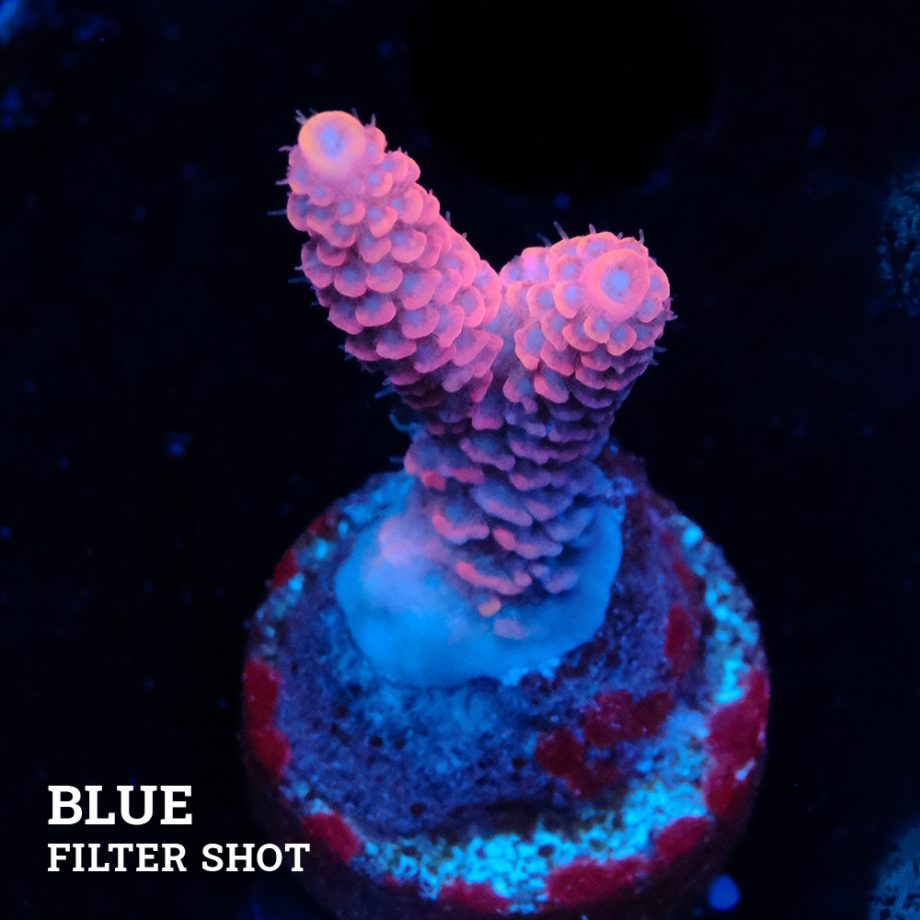 Acropora Millpora 'Pink'
