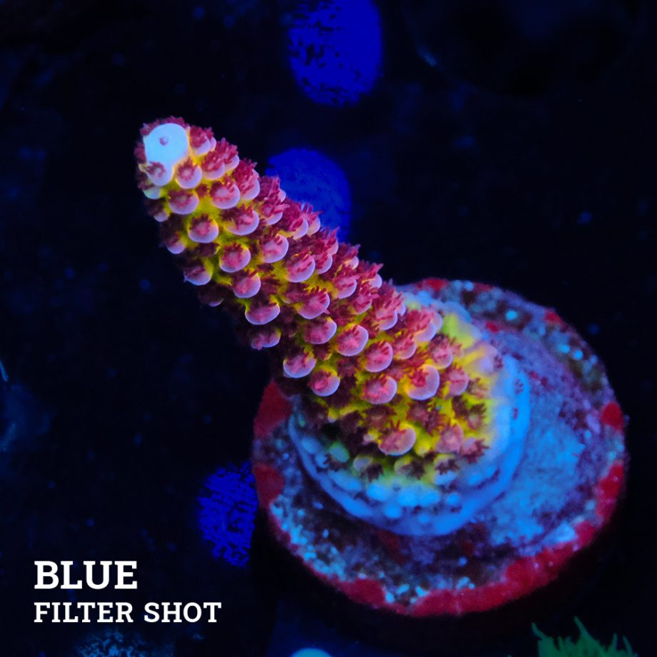 Acropora 'Fluo Bicolor