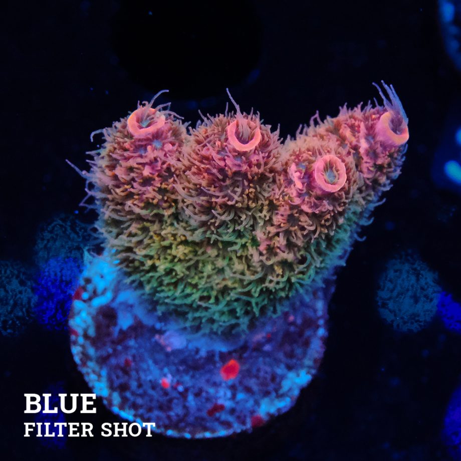 Acropora Millepora 'Rainbow' (Arco iris)