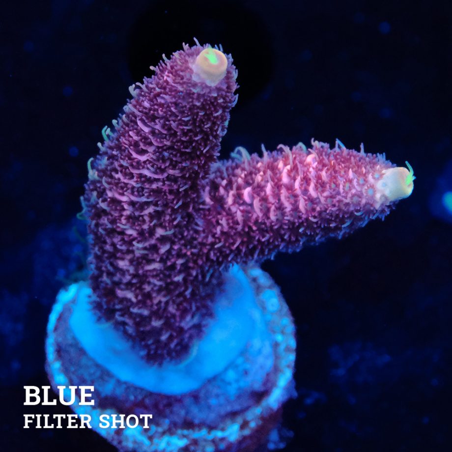 Acropora Millpora 'Pink'