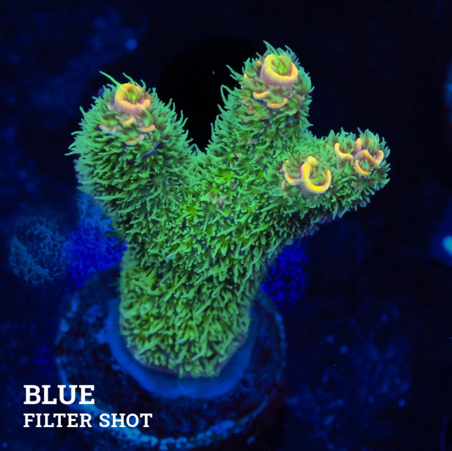 Acropora Millepora 'Green Rainbow'