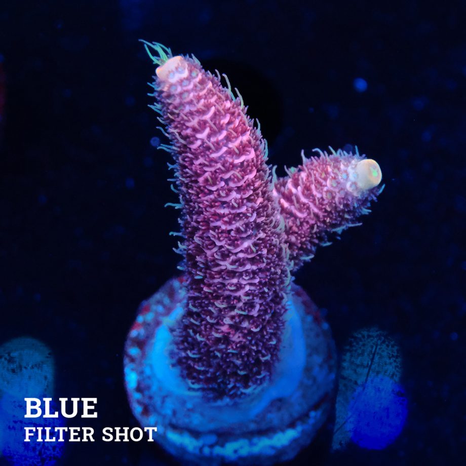 Acropora Millpora 'Pink'