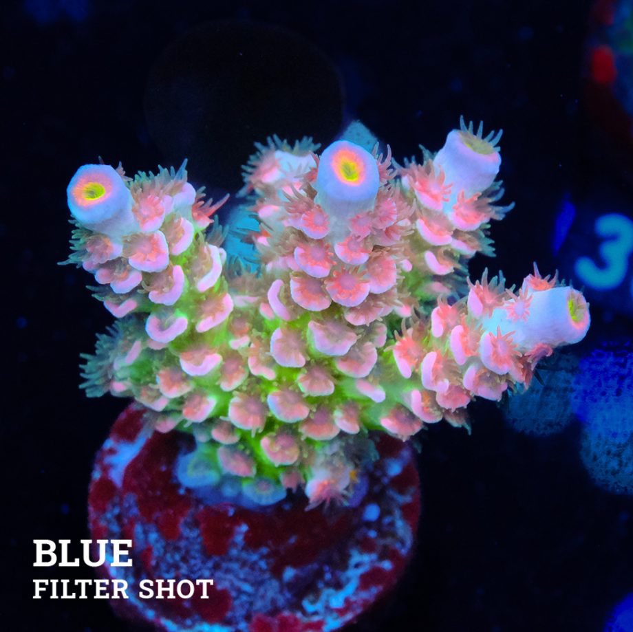 Acropora Tenuis 'Full Rainbow'