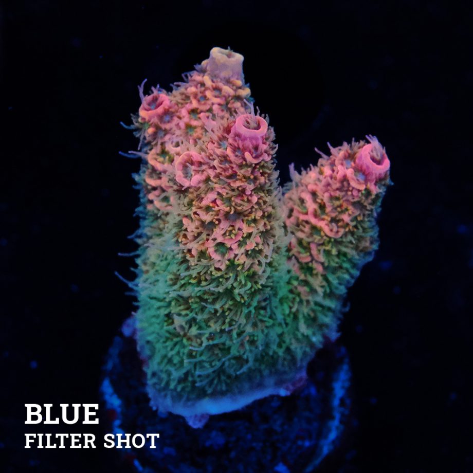 Acropora Millepora 'Rainbow'