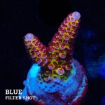 Acropora "Fluo Bicolor