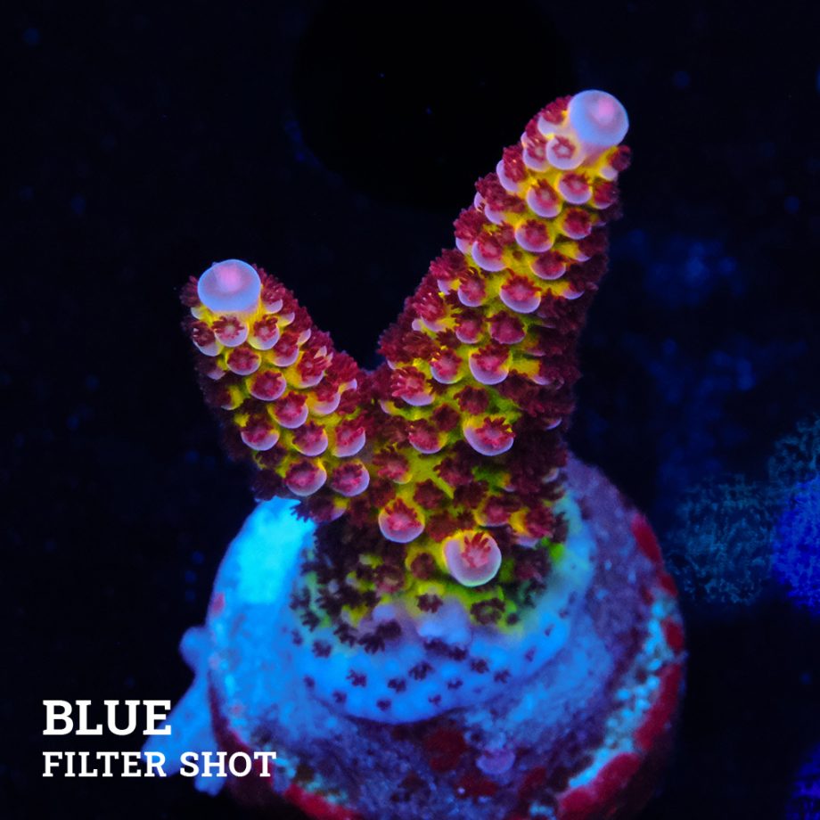 Acropora 'Fluo Bicolor